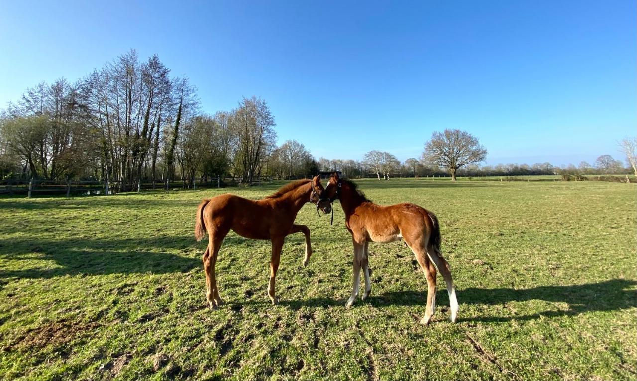 La Longere Du Haras Daire Manerbe Dış mekan fotoğraf